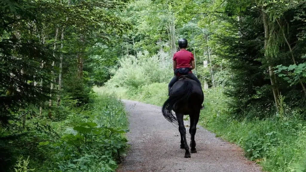 Horseback riding along a forest trail.