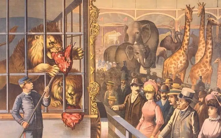 Spectators watch as a lion is fed.
