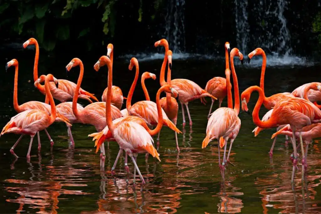 Flamingos in Florida